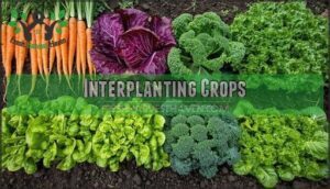 interplanting crops