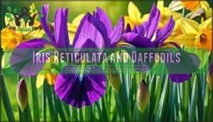 iris reticulata and daffodils