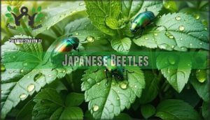 japanese beetles