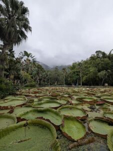 Jardim Sensorial