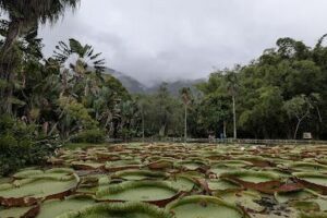Jardim Sensorial