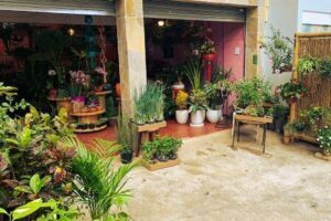 Laço Verde Plantas
