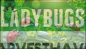 ladybugs
