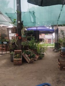 Las Margaritas VIVERO