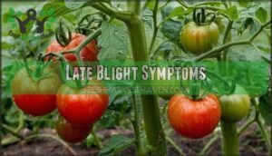 late blight symptoms