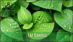 leaf damage