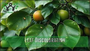 leaf discoloration