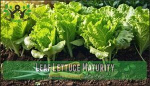leaf lettuce maturity