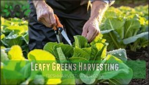 leafy greens harvesting