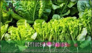 lettuce and radish