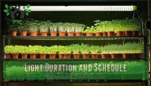 light duration and schedule