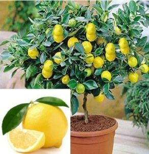 Live Dwarf Lemon Bonsai Tree,Grow B09TX47MR8