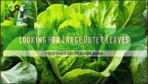 looking for large outer leaves