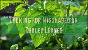 looking for misshaped or curled leaves