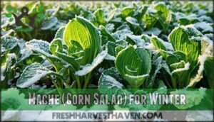 mache (corn salad) for winter
