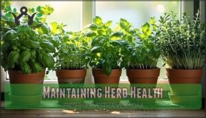 maintaining herb health