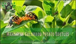 managing colorado potato beetles