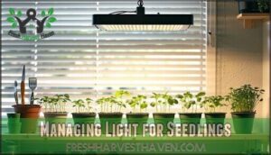 managing light for seedlings