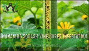 managing squash vine borer infestation