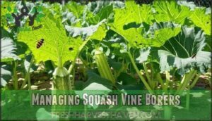 managing squash vine borers