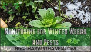 monitoring for winter weeds and pests