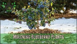 mulching blueberry plants