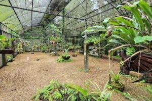 MUSA - Museu da Amazônia