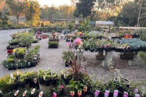 Narangba Nursery