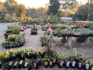 Narangba Nursery