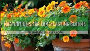 nasturtiums for long-lasting blooms