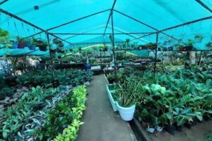 Nursery Garden City