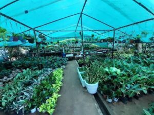 Nursery Garden City