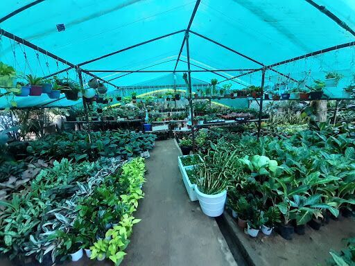Nursery Garden City