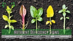 nutrient deficiency signs