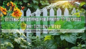 organic solutions for aphids