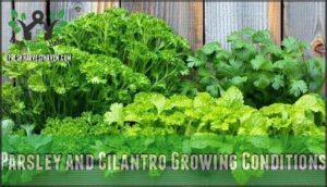 parsley and cilantro growing conditions