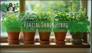 partial shade herbs