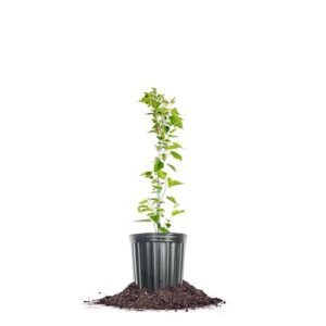 Perfect Plants Dwarf Everbearing Mulberry B0DW1X4YV1
