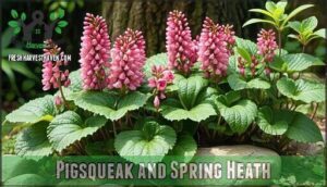pigsqueak and spring heath