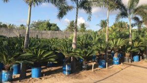 Plante Jardins Cultivo de Plantas e Paisagismo LTDA