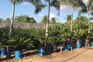 Plante Jardins Cultivo de Plantas e Paisagismo LTDA