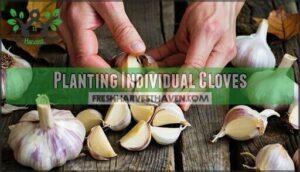planting individual cloves