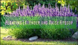 planting lavender and anise hyssop