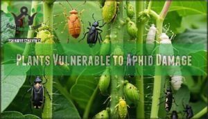 plants vulnerable to aphid damage
