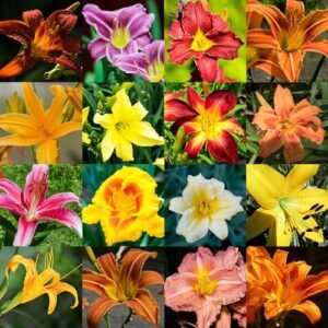 PLATAGO Daylily Seeds Perennial Mixed B0D4HXRP22