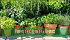 popular culinary herbs