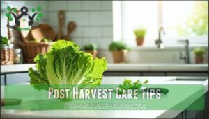 post harvest care tips