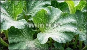 powdery mildew