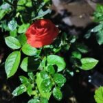 Prettiest Rose, I saw in a while...