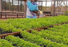 Projeto Semeando Vida - Instituto EcoVida